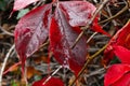 Background, Beautiful wet autumn leaves of wild grapes, rain October