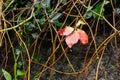 Background, Beautiful wet autumn leaves of wild grapes, rain October