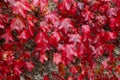 Background, Beautiful wet autumn leaves of wild grapes, rain October