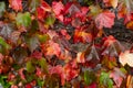 Background, Beautiful wet autumn leaves of wild grapes, rain October