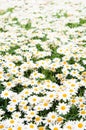 Background beautiful white camomiles Royalty Free Stock Photo