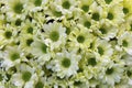 Background of beautiful white chrysanthemum closeup Royalty Free Stock Photo