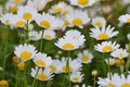 Background of beautiful White Daisy flowers Royalty Free Stock Photo