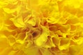 Background of beautiful yellow marigold flowers blooming on top view