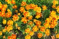 The background is of a beautiful yellow-orange flowers of calendula marigolds growing in the garden Royalty Free Stock Photo