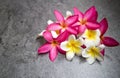 The beautiul plumeria flowers background