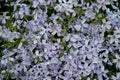 Background of beauty lilac flowers
