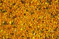 Bee gathered pollen granules