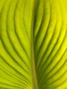 Background from behind the leaves of hosta sieboldiana Royalty Free Stock Photo