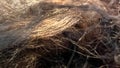 Background with beige brown fur of animal. Poodle dog hairs shining in sun light. Texture of dog hair. Flully soft fur Royalty Free Stock Photo