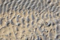 Riverbed with animal tracks Royalty Free Stock Photo