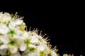 white flowers on black background Royalty Free Stock Photo