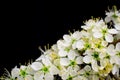 white flowers on black background Royalty Free Stock Photo