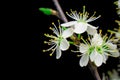 white flowers on black background Royalty Free Stock Photo