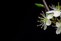 white flowers on black background Royalty Free Stock Photo