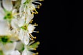 white flowers on black background Royalty Free Stock Photo