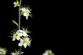 white flowers on black background Royalty Free Stock Photo