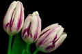 Tulips flowers on black background Royalty Free Stock Photo