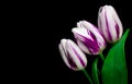 Tulips flowers on black background