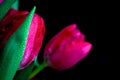 Pink tulips on black background Royalty Free Stock Photo