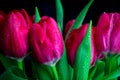 Pink tulips on black background Royalty Free Stock Photo