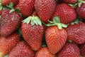 Background of berries ripe strawberries