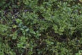 Background berry branches and leaves of blueberry