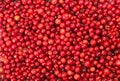 Background of berry lingonberry cowberry