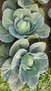 Background with Big cabbage field. Cabbage growing on a garden. Top view image. Royalty Free Stock Photo