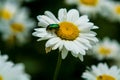 Background with big white daisies and green and nacreous bugs. Insects and flowers.