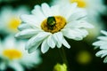 Background with big white daisies and green and nacreous bugs. Insects and flowers.