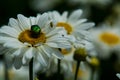 Background with big white daisies and green and nacreous bugs. Insects and flowers.