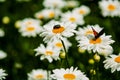 Background with big white daisies and green and nacreous bugs. Insects and flowers.