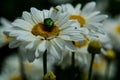 Background with big white daisies and green and nacreous bugs. Insects and flowers.
