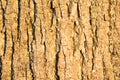 Background birch bark in the setting sun. Royalty Free Stock Photo