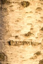 Background birch bark in the setting sun. Structure backgrounds Royalty Free Stock Photo