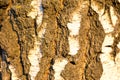 Background birch bark in the setting sun. Structure backgrounds. Royalty Free Stock Photo