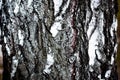 Background birch bark texture