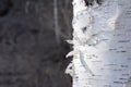 Background birch bark white with black natural stripes Royalty Free Stock Photo