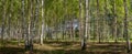Background of birch forest trees green spring panorama Royalty Free Stock Photo