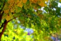 Background with a birch with green and golden autumn leaves Royalty Free Stock Photo