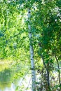 On the background of birch trees overgrown pond forest.