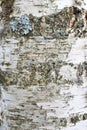 Background. Birch trunk with blue lichens Royalty Free Stock Photo