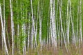 Background of birches on the edge of spring forest