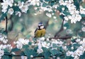 Spring background with bird a chickadee sits on the branches of a May apple tree with white flowers and sings a song in a warm Royalty Free Stock Photo