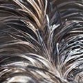 Background bird feathers Royalty Free Stock Photo