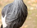 Background bird feathers Royalty Free Stock Photo