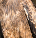 Background bird feathers Royalty Free Stock Photo