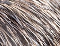 Background bird feathers Royalty Free Stock Photo