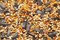 Background of birdseed. close